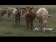 Cows 7 1647